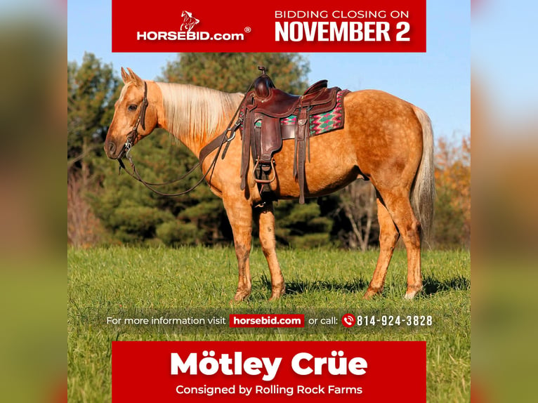 Quarter horse américain Hongre 12 Ans Palomino in Clarion