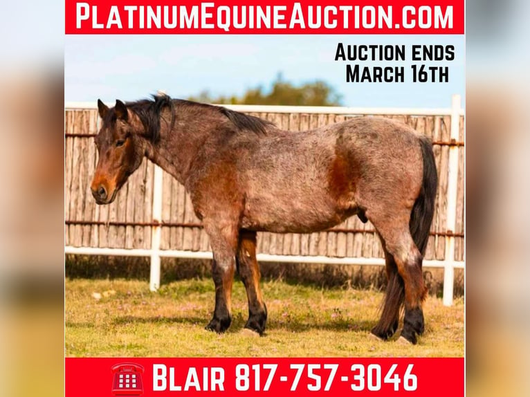 Quarter horse américain Hongre 12 Ans Roan-Bay in Weatherford TX