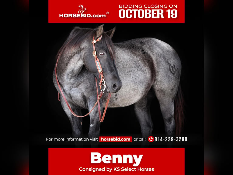 Quarter horse américain Hongre 12 Ans Rouan Bleu in Clarion