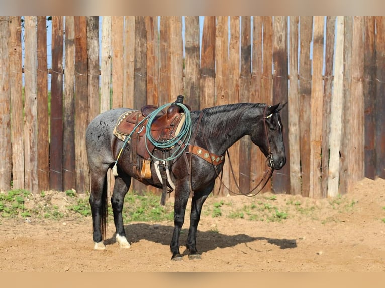 Quarter horse américain Hongre 12 Ans Rouan Bleu in Joshua, TX