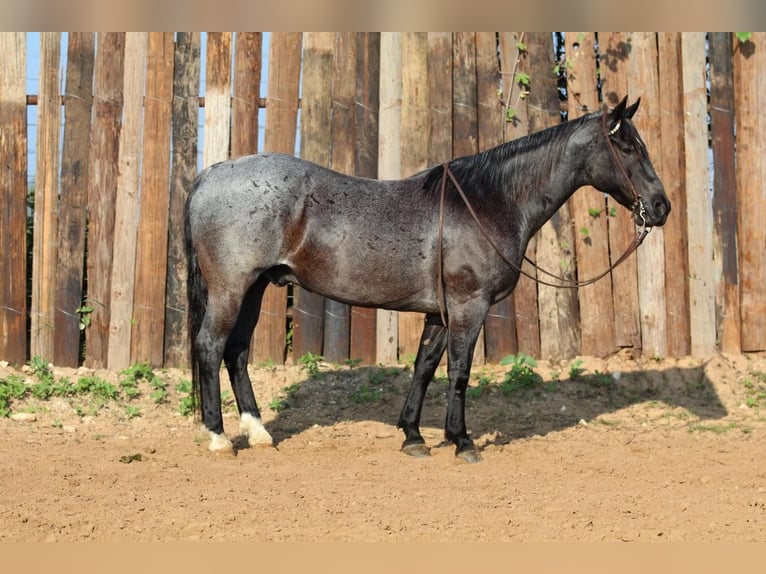 Quarter horse américain Hongre 12 Ans Rouan Bleu in Joshua, TX