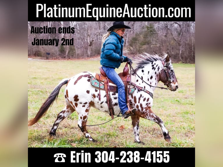 Quarter horse américain Hongre 13 Ans 132 cm Bai cerise in Flemingsburg Ky