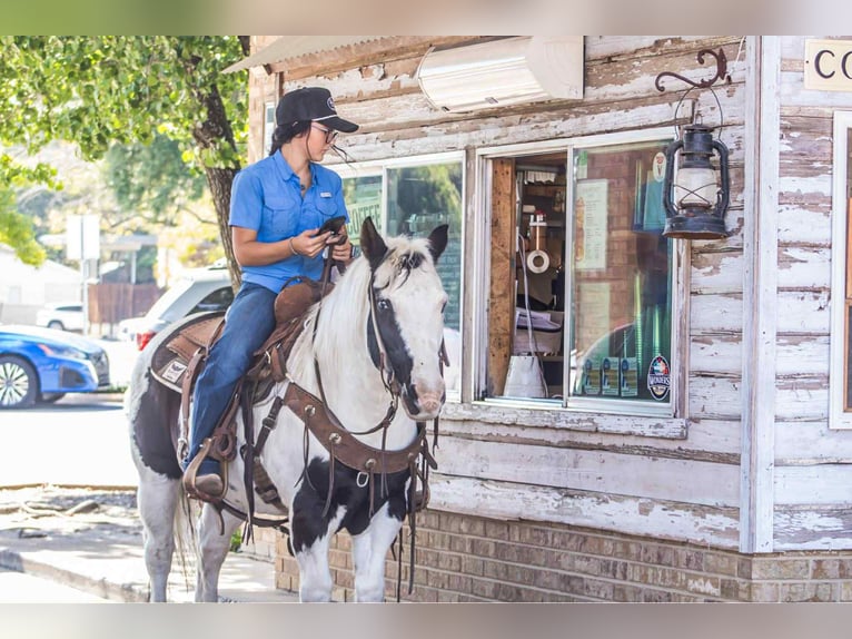 Quarter horse américain Hongre 13 Ans 132 cm Tobiano-toutes couleurs in Canton TX