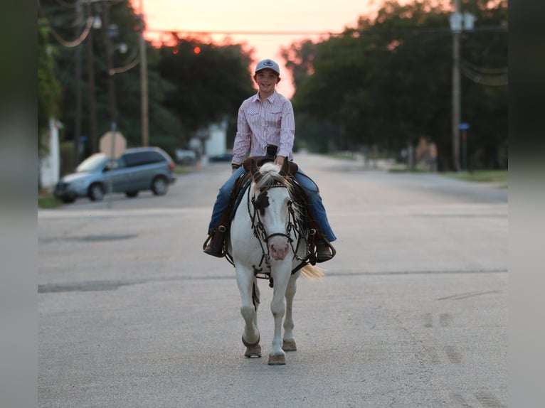 Quarter horse américain Hongre 13 Ans 137 cm Tobiano-toutes couleurs in Stephenville TX
