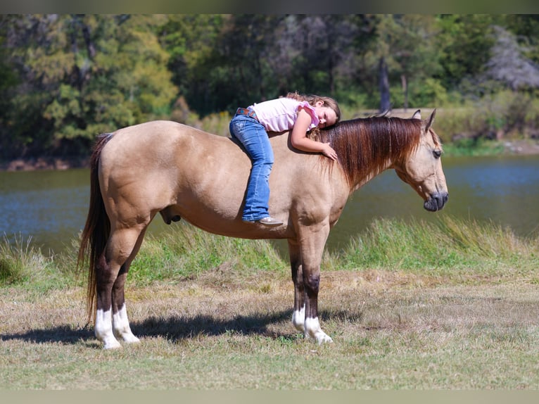 Quarter horse américain Hongre 13 Ans 140 cm Buckskin in Forney