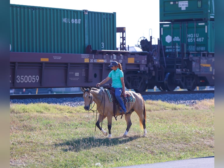 Quarter horse américain Hongre 13 Ans 140 cm Buckskin in Forney