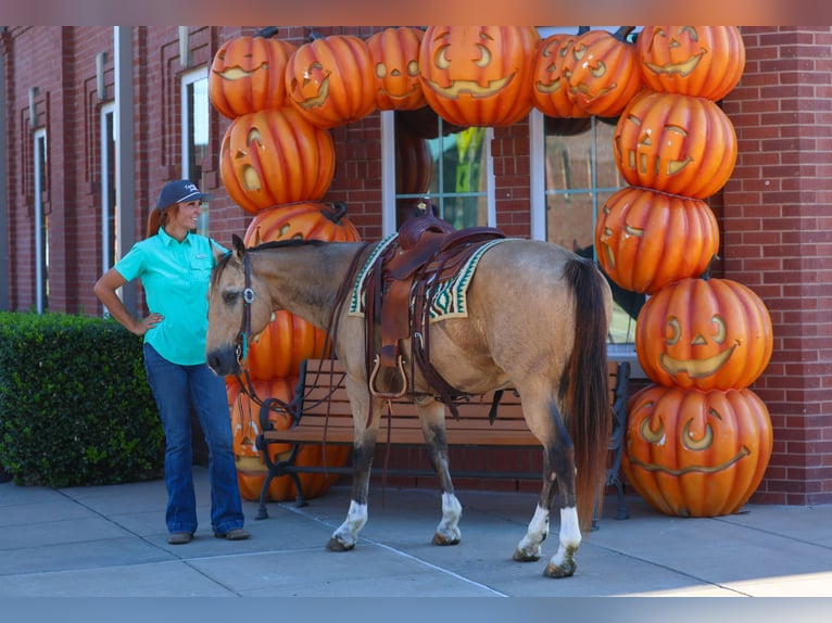 Quarter horse américain Hongre 13 Ans 140 cm Buckskin in Forney