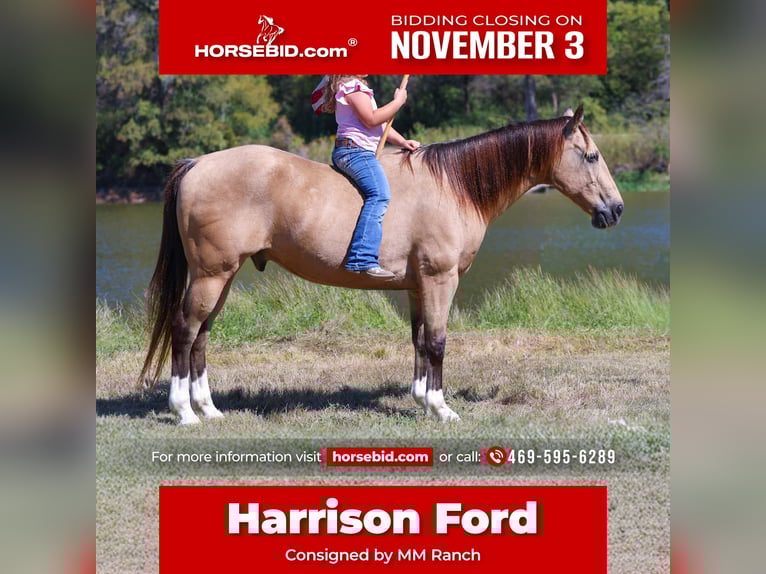 Quarter horse américain Hongre 13 Ans 140 cm Buckskin in Forney