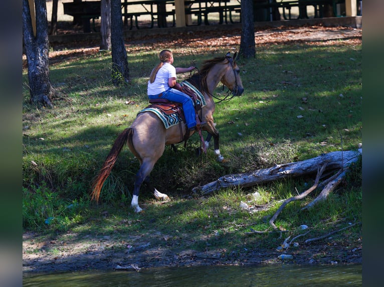 Quarter horse américain Hongre 13 Ans 140 cm Buckskin in Forney