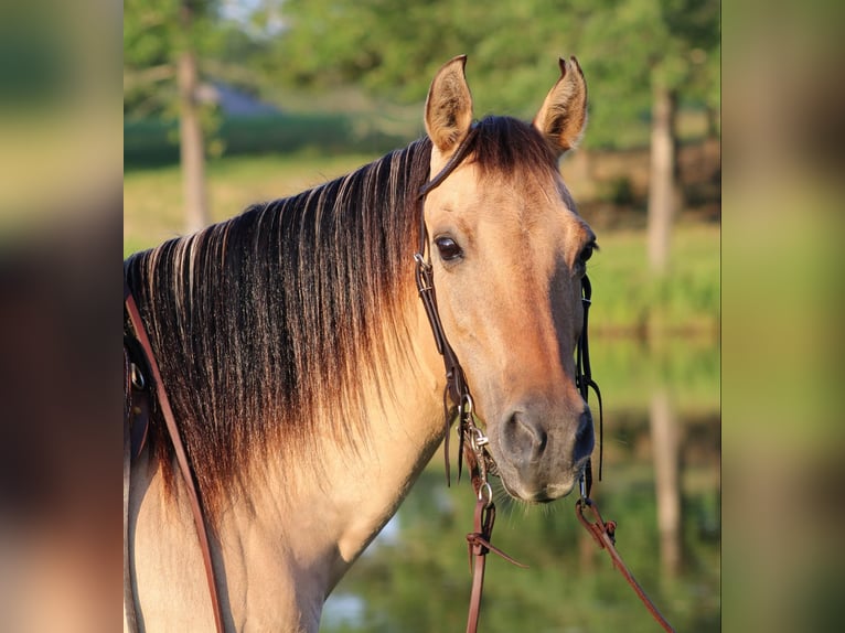 Quarter horse américain Hongre 13 Ans 140 cm Buckskin in Slocum TX