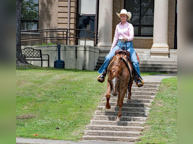Quarter horse américain Hongre 13 Ans 140 cm Rouan Rouge in Quitman AR