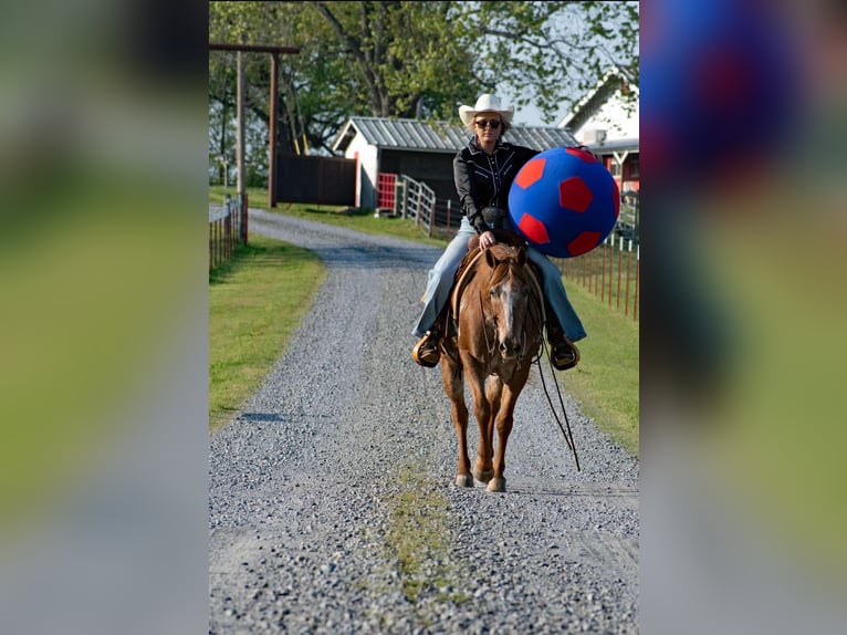 Quarter horse américain Hongre 13 Ans 140 cm Rouan Rouge in Quitman AR