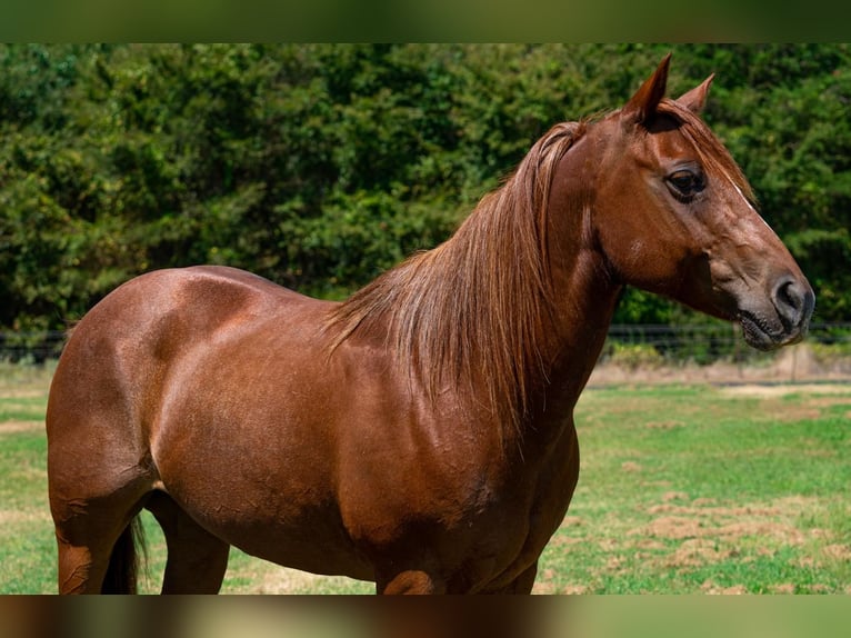 Quarter horse américain Hongre 13 Ans 142 cm Alezan brûlé in Kaufman, TX