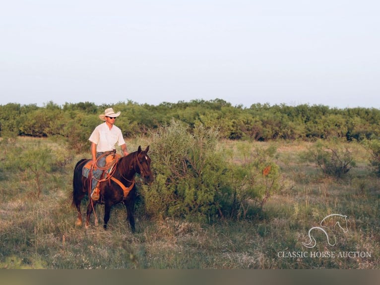 Quarter horse américain Hongre 13 Ans 142 cm Alezan brûlé in Graham, TX