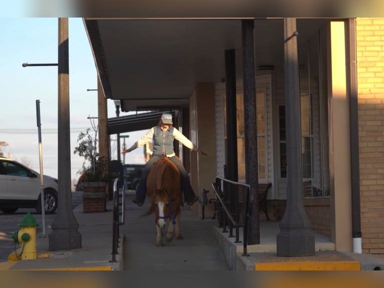 Quarter horse américain Hongre 13 Ans 142 cm Alezan dun in Atlanta