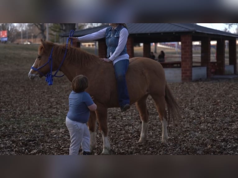 Quarter horse américain Hongre 13 Ans 142 cm Alezan dun in Atlanta