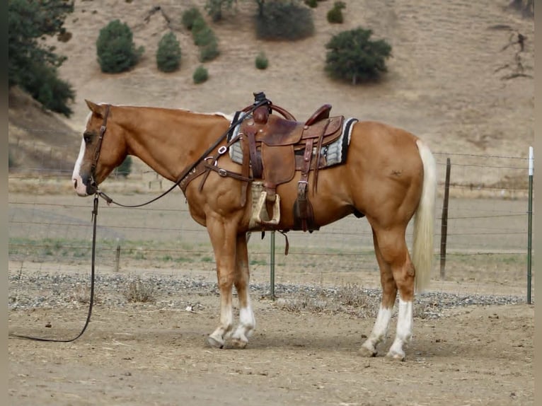 Quarter horse américain Hongre 13 Ans 142 cm Palomino in MN
