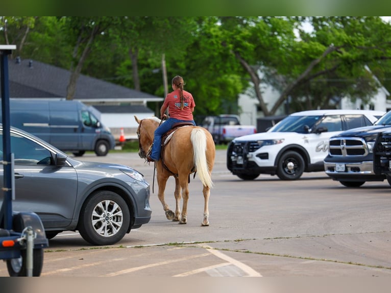 Quarter horse américain Hongre 13 Ans 142 cm Palomino in Forney