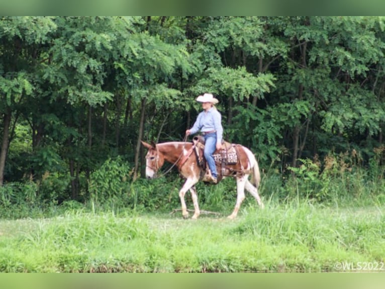 Quarter horse américain Hongre 13 Ans 145 cm Alezan brûlé in Brooksville KY