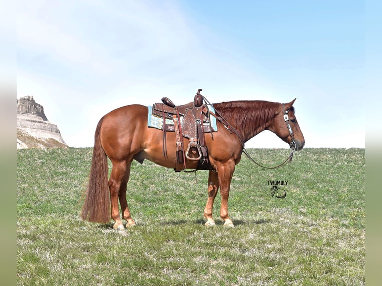 Quarter horse américain Hongre 13 Ans 145 cm Alezan cuivré in Bayard, Nebraska
