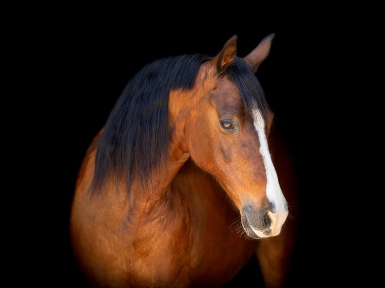 Quarter horse américain Hongre 13 Ans 145 cm Bai cerise in Weatherford TX