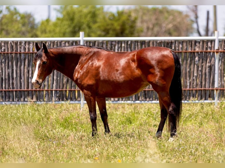 Quarter horse américain Hongre 13 Ans 145 cm Bai cerise in Weatherford TX