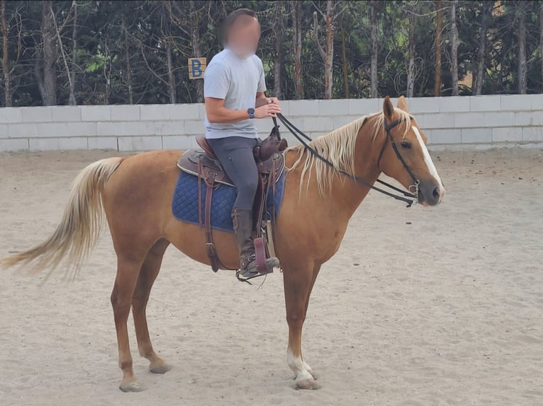 Quarter horse américain Croisé Hongre 13 Ans 145 cm Palomino in Moralzarzal