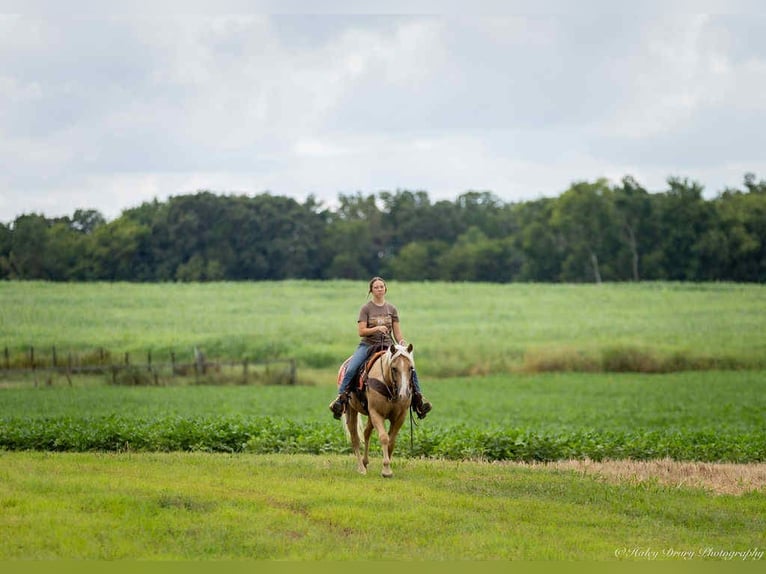 Quarter horse américain Hongre 13 Ans 145 cm Palomino in Auburn
