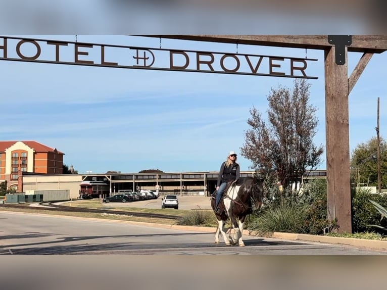 Quarter horse américain Hongre 13 Ans 145 cm Roan-Bay in Weatherford TX