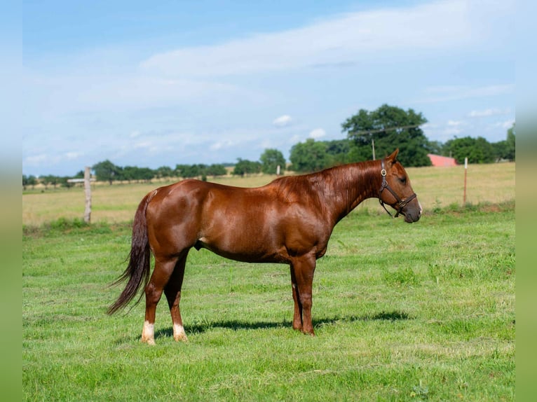 Quarter horse américain Hongre 13 Ans 147 cm Alezan brûlé in Elk City OK