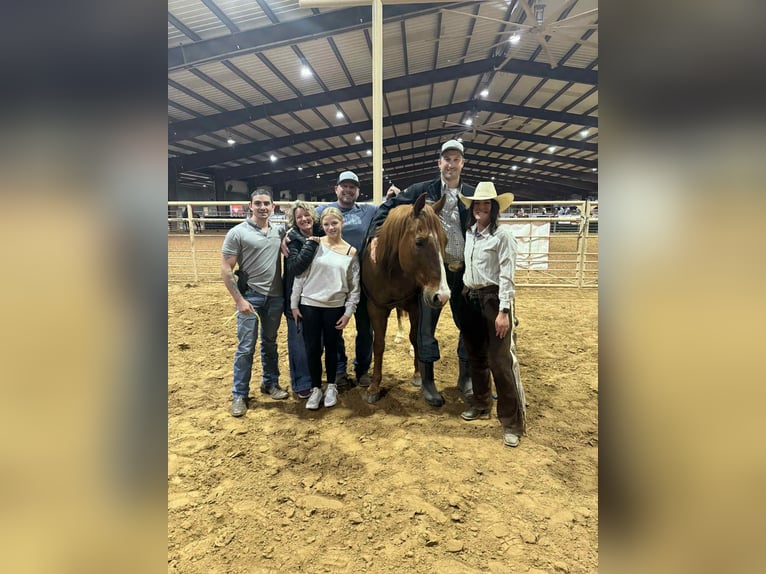 Quarter horse américain Hongre 13 Ans 147 cm Alezan brûlé in Elk City OK