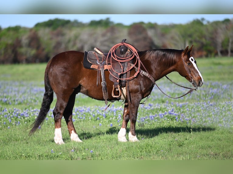 Quarter horse américain Hongre 13 Ans 147 cm Alezan cuivré in Waco