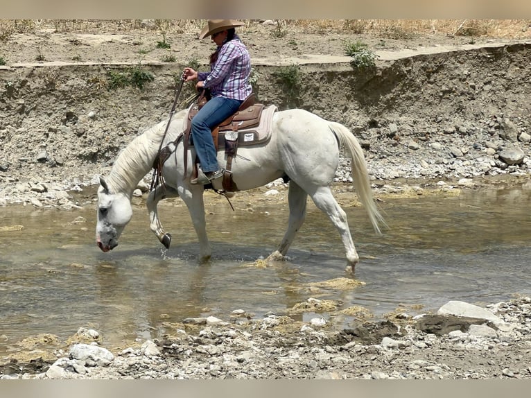 Quarter horse américain Hongre 13 Ans 147 cm Gris in Paso Robles CA