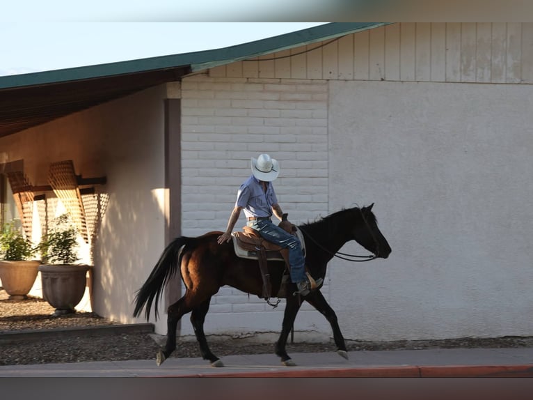 Quarter horse américain Hongre 13 Ans 147 cm Noir in Camp Verde AZ