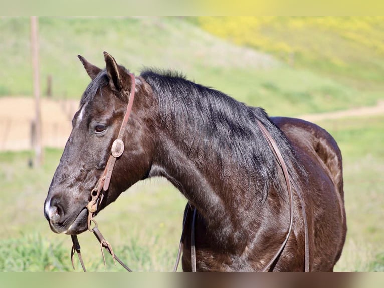 Quarter horse américain Hongre 13 Ans 147 cm Noir in King City