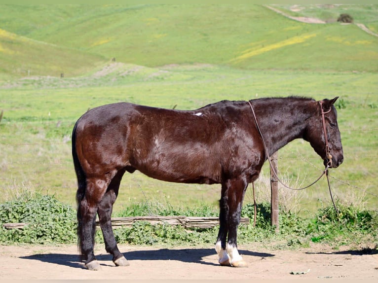 Quarter horse américain Hongre 13 Ans 147 cm Noir in King City