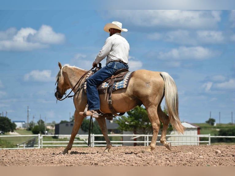 Quarter horse américain Hongre 13 Ans 147 cm Palomino in Amarillo