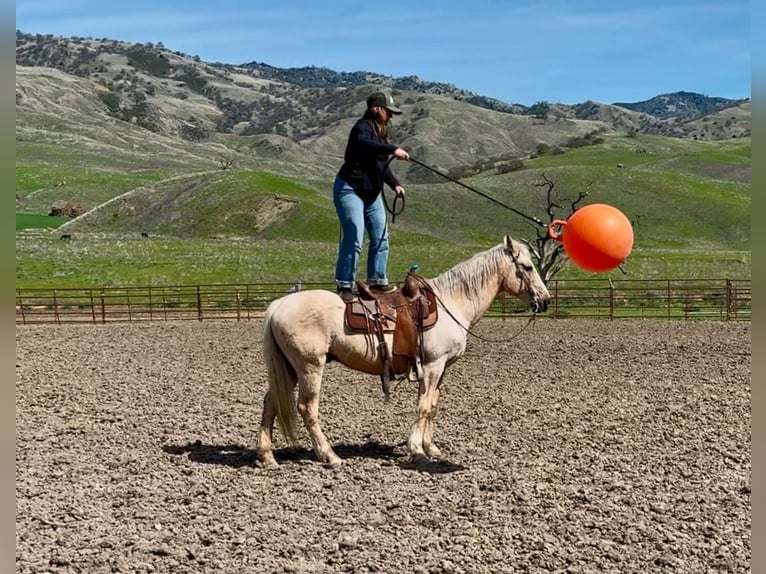 Quarter horse américain Hongre 13 Ans 147 cm Palomino in Bitterwater CA