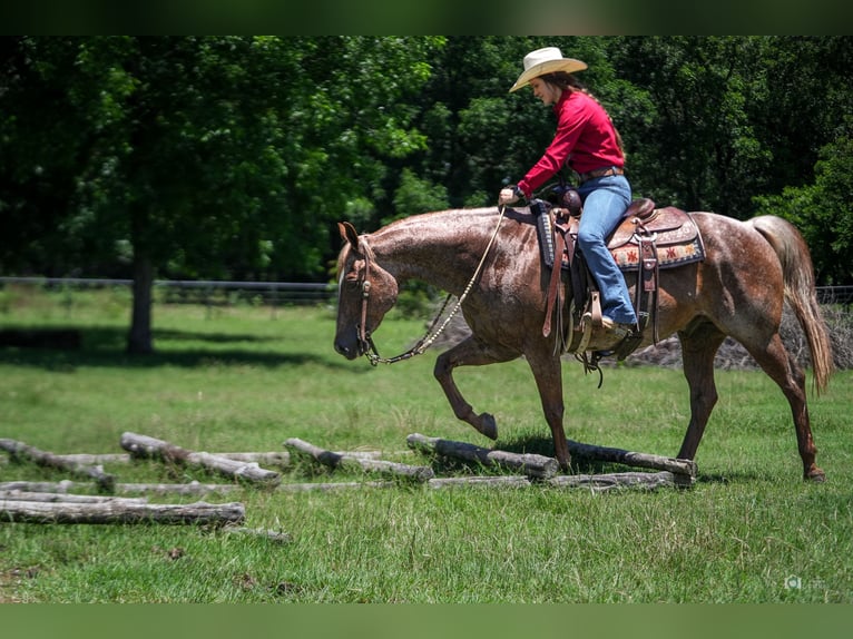 Quarter horse américain Hongre 13 Ans 147 cm Rouan Rouge in Addison, TX