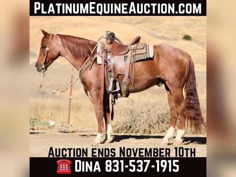 Quarter horse américain Hongre 13 Ans 147 cm Rouan Rouge in Paicines CA