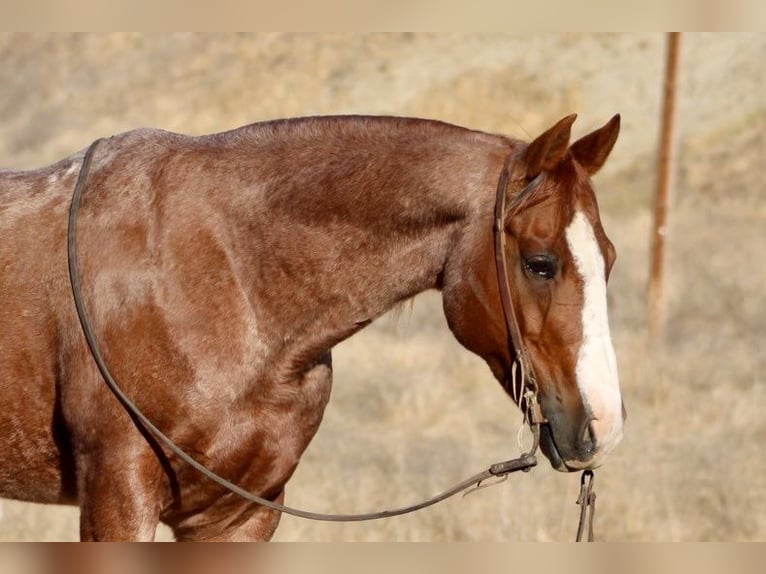 Quarter horse américain Hongre 13 Ans 147 cm Rouan Rouge in Paicines CA