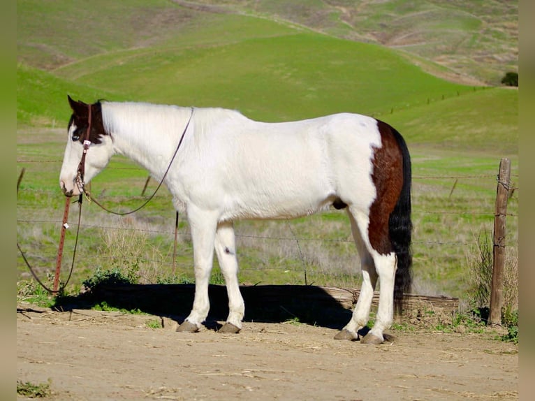 Quarter horse américain Hongre 13 Ans 147 cm Tobiano-toutes couleurs in Bitterwater CA