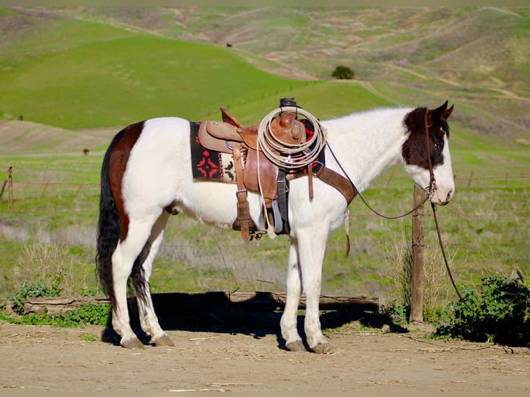 Quarter horse américain Hongre 13 Ans 147 cm Tobiano-toutes couleurs in Bitterwater CA