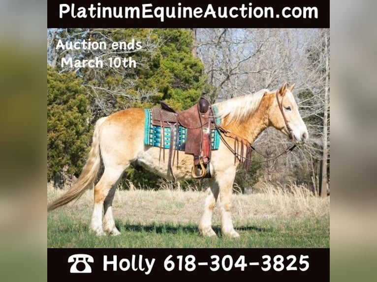 Quarter horse américain Hongre 13 Ans 150 cm Alezan cuivré in Greenville KY