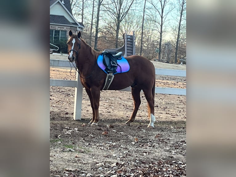 Quarter horse américain Hongre 13 Ans 150 cm Alezan cuivré in Stephenville TX