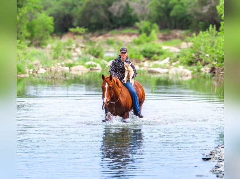 Quarter horse américain Hongre 13 Ans 150 cm Alezan cuivré in Stephenville TX