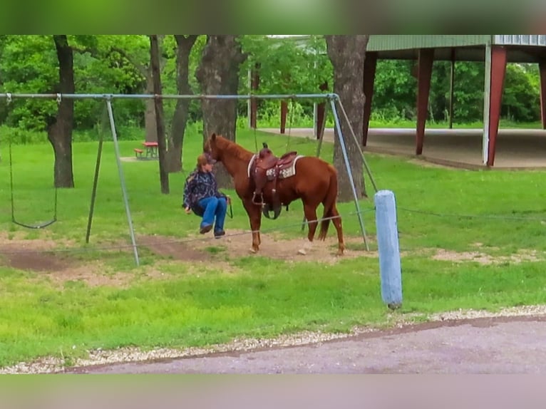 Quarter horse américain Hongre 13 Ans 150 cm Alezan cuivré in Stephenville TX