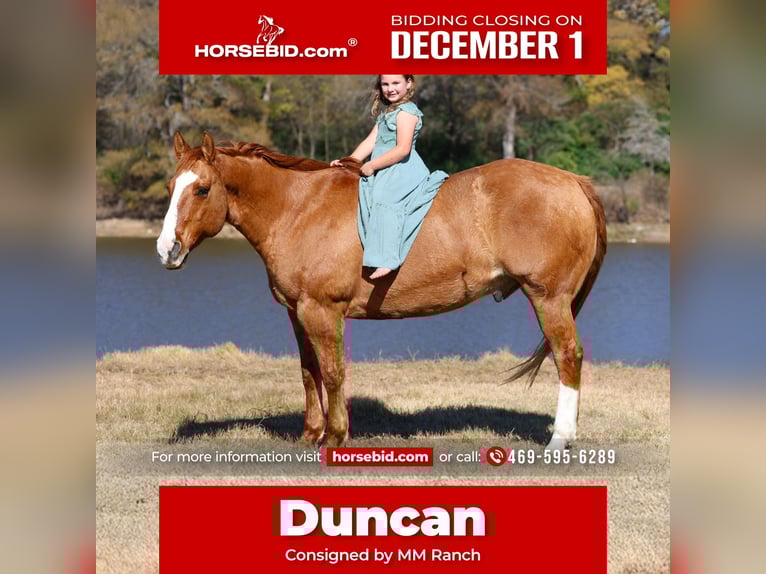 Quarter horse américain Hongre 13 Ans 150 cm Alezan dun in Forney