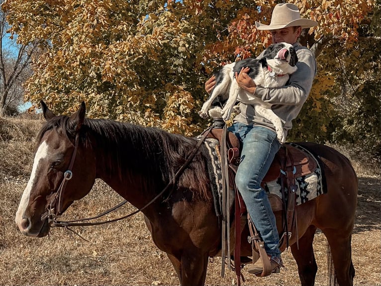 Quarter horse américain Hongre 13 Ans 150 cm Bai cerise in Cannon Falls