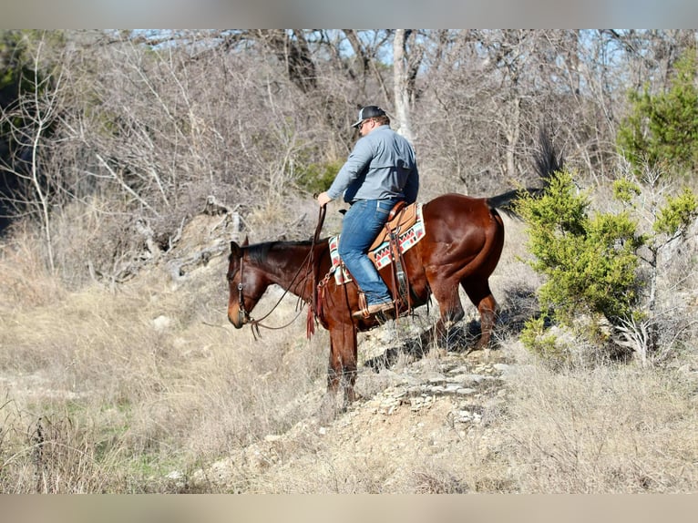 Quarter horse américain Hongre 13 Ans 150 cm Bai cerise in Lipan TX